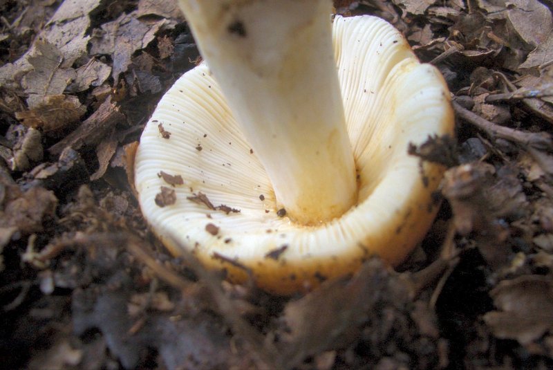 Russula da determinare 2